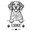 Brittany Spaniel