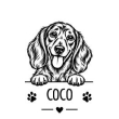 Dachshund
