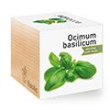 Basil