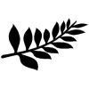 Fern