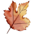 Autumn leaf